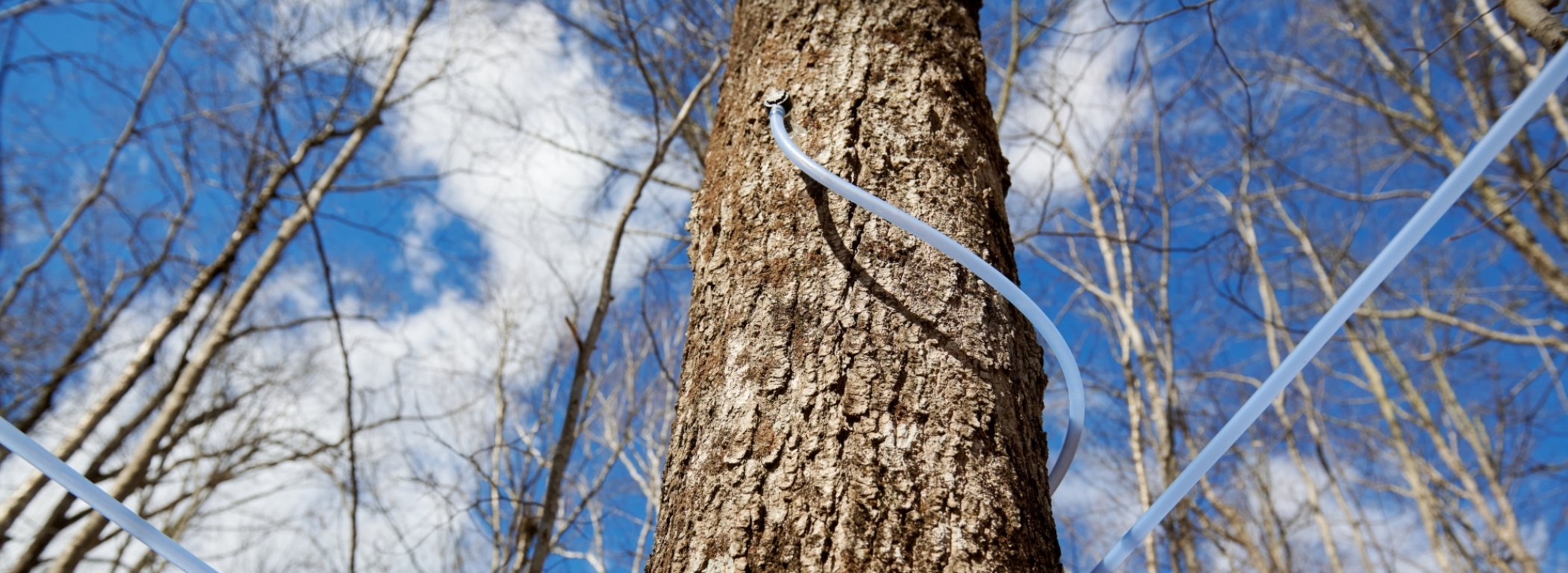 Maple syrup wide tree