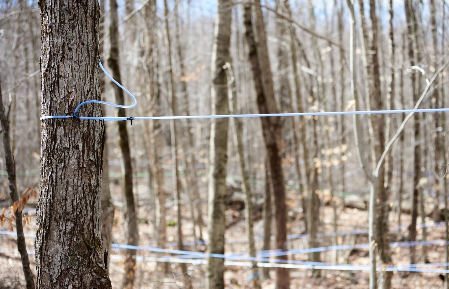 Maple sugar organic