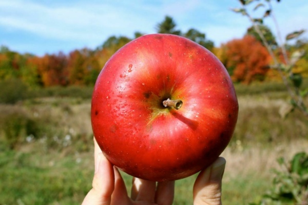 Or this apple